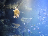 京都水族館