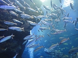 京都水族館