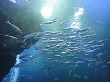 水族館