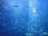 京都水族館