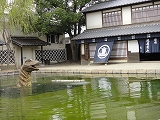 池