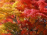 京都の紅葉