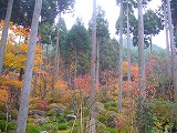 京都の紅葉