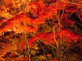 京都の紅葉