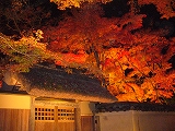 京都の紅葉